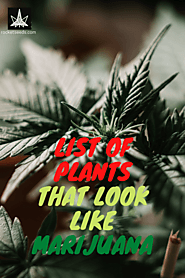 What Are Plants That Look Like Marijuana? Latest List