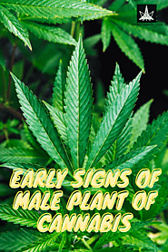 Early Signs of Male Plant of Cannabis