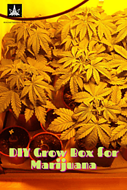 Growing In a DIY Grow Box -Grow Box Project DIY
