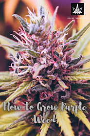 How to Grow Purple Weed - Sure Fire Growing Guide for You