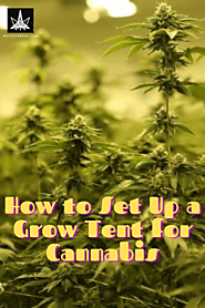 How to Set Up a Grow Tent - Top Guide for Indoor Growers