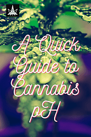 A Quick Guide to Cannabis pH