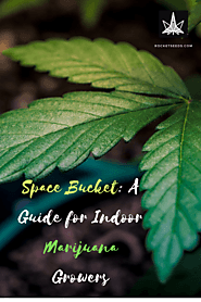 Space Bucket: A Guide for Indoor Marijuana Growers