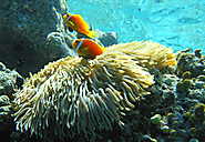 Clownfish (anemonefish)