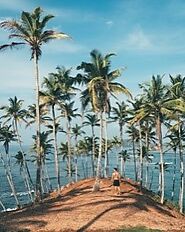 Explore the famous Coconut Tree Spot