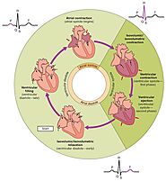 A Quick Guide on Different Phases of Cardiac Cycle