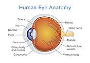 Eye Anatomy and Physiology Best Explained