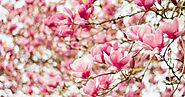 Most Beautiful Flowers Cherry Blossom HD Images