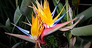 Most Beautiful "bird of paradise" or flower Strelitzia: HD Images