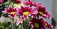 Most Beautiful Gazania flower : HD Images Free Download