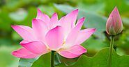 Most Beautiful Lotus flower's : HD Images Free Download