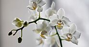 Most Beautiful Orchid flowers : HD Flower Images Free Download