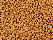 Mustard Manufacturers | Yellow Mustard Seeds Suppliers & Exporters