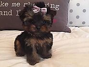 Tiny Teacup Yorkies for Sale California