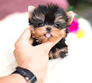 Tiny Teacup Yorkies For Sale California