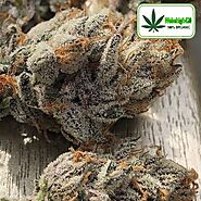 93Pressure | Buy Premium Marijuana Online | We Be High 420