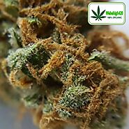 Black Indica | Buy Premium Marijuana Online | We Be High 420