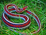 Garter Snake Care Sheet - Reptile Range