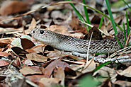 Pine Snake - Information, Habitat and Breeding - Reptile Range