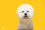 Top 10 Bichon Frise Care Tips - SPIRE PET