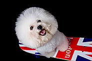 What Can Bichon Frise Not Eat? - SPIRE PET