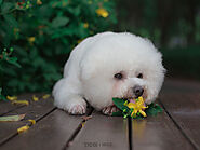 Can Bichon Frise Dogs Eat Fruit? - SPIRE PET