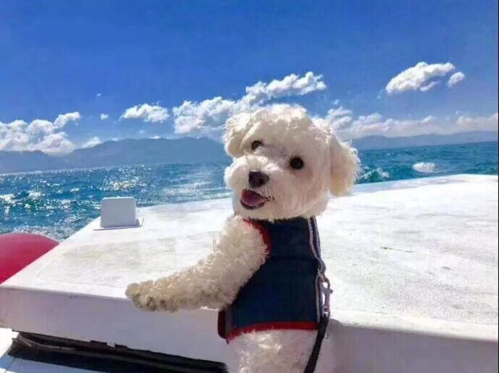 can bichons be left alone