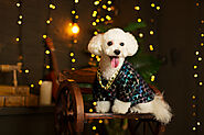 Does Your Need Dog Clothes For Bichon Frise? - SPIRE PET