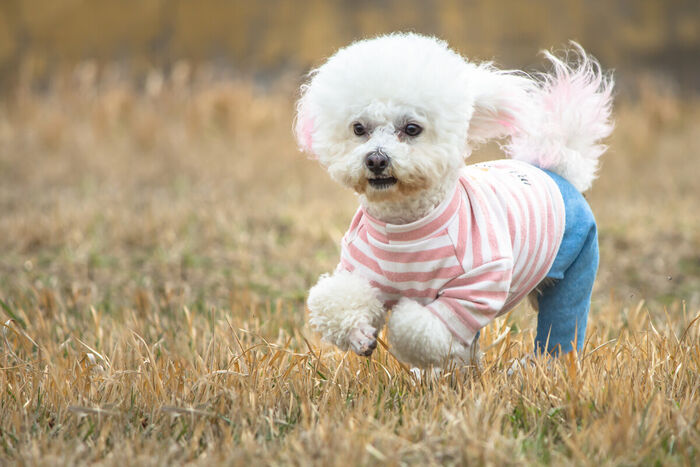 what human food can bichon frise eat