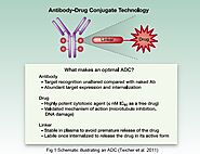 Antibody-Drug Conjugate - Solutions / BOC Sciences