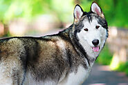 Why does your Alaskan Malamute lick you? - SPIRE PET