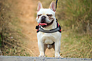 How Long do French Bulldogs Sleep? - SPIRE PET - All The Things You Want To Know About The pets！