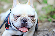 17 Signs That Your French Bulldog is Stressed and How to Deal With It - SPIRE PET - All The Things You Want To Know A...