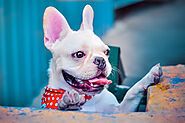 Are French bulldogs Hypoallergenic? Tips for Families with Allergies - SPIRE PET - All The Things You Want To Know Ab...