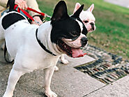 Why Are French Bulldogs So Hyperactive? - SPIRE PET - All The Things You Want To Know About The pets！