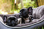 How Often Do French Bulldogs Need a Bath? - SPIRE PET - All The Things You Want To Know About The pets！