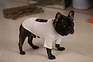 10 Tips to a Healthy French Bulldog - SPIRE PET - All The Things You Want To Know About The pets！