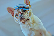 Can You Train Your French Bulldog for Dog Sports? - SPIRE PET - All The Things You Want To Know About The pets！