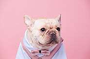 Should You Train Your French Bulldog to Use Pee Pads? - SPIRE PET - All The Things You Want To Know About The pets！