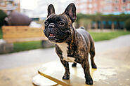 The Ultimate Guide to Minimising French Bulldog Shedding: Top 20 Tips - SPIRE PET - All The Things You Want To Know A...