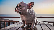Can French Bulldogs Eat This Fruit? - SPIRE PET - All The Things You Want To Know About The pets！