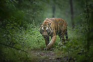 Tiger Safari India - Top 5 National Parks for Tiger Safari in India