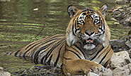 Top 5 National Parks for Tiger Safari in India