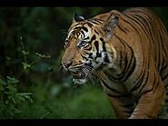 Tiger Safari in Kanha and Bandhavgarh | October 2019 | Tiger Safari India | Tiger Tours India|