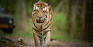 Nature Safari India - Just Tigers Tour India