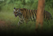 Tiger Safari in Bandhavgarh National Park, India