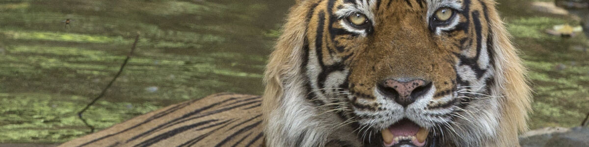 Headline for Nature Safari India - Tiger Safari in India - Wildlife Tour Operator