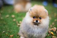Is the Pomeranians a Good Family Dog? - SPIRE PET