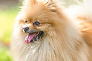 How To Make A Homemade Tear Stain Remover For Your Pomeranians? - SPIRE PET