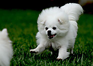 Are Pomeranianss Easy To Train? A New Dog Owner’s Guide - SPIRE PET
